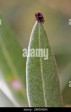 Detail der Olive Blätter von Pilz infiziert, seinen Angriff verursacht wichtige Defoliations Auswirkungen auf den Baum und die Produktion, Jaen, Andalusien, Spanien Stockfoto