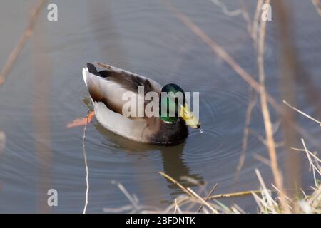 Draufsicht Nahaufnahme einer Stockente, die im Wasser schwimmt und einem Wassertropfen, der von seinem Schnabel fällt, anas platyrhynchos Stockfoto