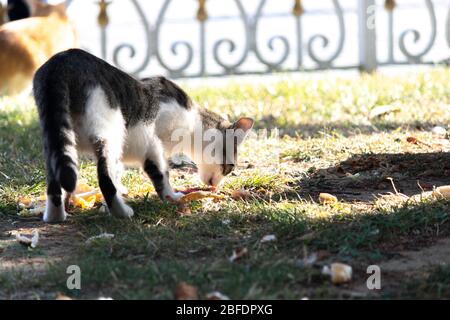 Streunende Katze in schwarz-weißem Gras. Er isst auf dem Gras zurückgeblieene Nahrung. Stockfoto