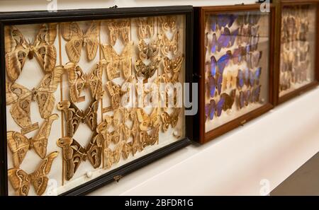 Besuch des Naturhistorischen Museums des Klosters Admont, Österreich Stockfoto