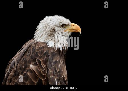 Nahaufnahme eines Weißkopfadlers (Haliaeetus leucocephalus) isoliert auf schwarzem Hintergrund Stockfoto