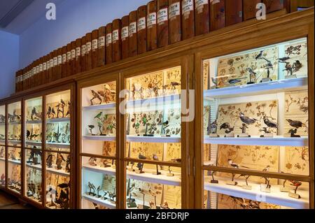 Besuch des Naturhistorischen Museums des Klosters Admont, Österreich Stockfoto