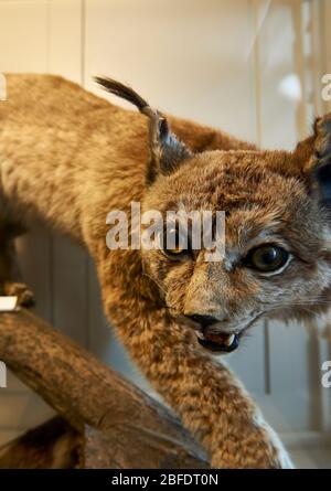 Besuch des Naturhistorischen Museums des Klosters Admont, Österreich Stockfoto