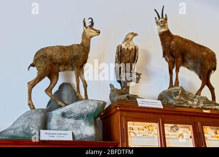 Besuch des Naturhistorischen Museums des Klosters Admont, Österreich Stockfoto