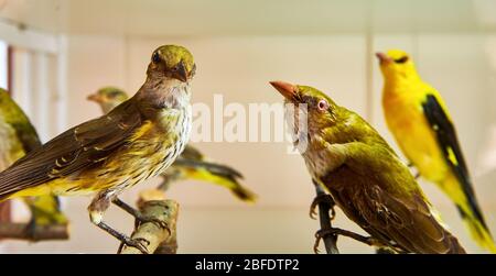 Besuch des Naturhistorischen Museums des Klosters Admont, Österreich Stockfoto