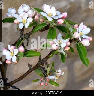 Nahaufnahme der Blüte eines Katy Apfelbaums. Stockfoto