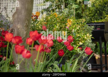Tulpen in verschiedenen Farben im April in einem Garten. Stockfoto