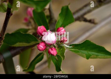 Die Blüte eines Jupiter-Apfelbaums. Stockfoto