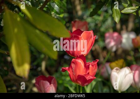 Tulpen in verschiedenen Farben im April in einem Garten. Stockfoto