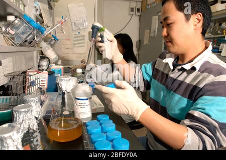 Ein Techniker in einem Labor am Institut für Frontier Medical Sciences der Kyoto Universität, Japan, der induzierte puripotente Stammzellen für Anima vorbereitet Stockfoto