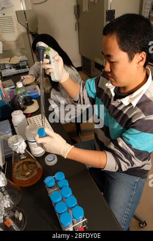 Ein Techniker in einem Labor am Institut für Frontier Medical Sciences der Kyoto Universität, Japan, der induzierte puripotente Stammzellen für Anima vorbereitet Stockfoto