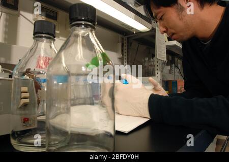 Ein Techniker in einem Labor, der induzierte puripotente Stammzellen für Tierversuche vorbereitet. Stockfoto