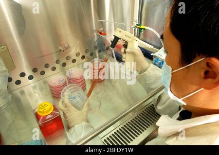 Ein Techniker in einem keimfreien Labor, der Fibroblastzellen mit einer elektronischen Pipette in Petrischalen überträgt, bevor sie in ein Incub gegeben werden Stockfoto