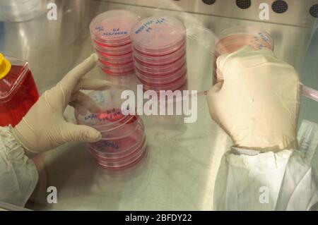 Ein Techniker in einem keimfreien Labor, der Fibroblastzellen mit einer elektronischen Pipette in Petrischalen überträgt, bevor sie in ein Incub gegeben werden Stockfoto