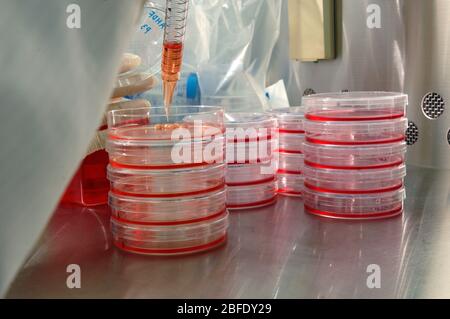 Ein Techniker in einem keimfreien Labor, der Fibroblastzellen mit einer elektronischen Pipette in Petrischalen überträgt, bevor sie in ein Incub gegeben werden Stockfoto