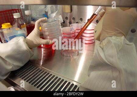 Ein Techniker in einem keimfreien Labor, der Fibroblastzellen mit einer elektronischen Pipette in Petrischalen überträgt, bevor sie in ein Incub gegeben werden Stockfoto