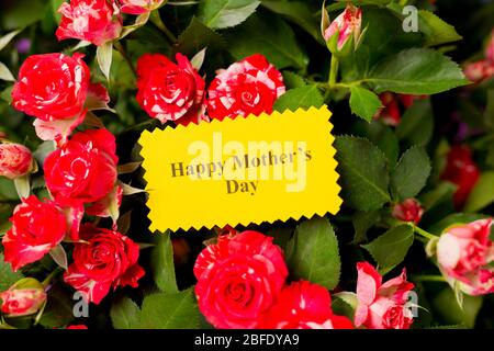 Nahaufnahme der Grußkarte mit Text glücklicher Muttertag und schönen Strauß rosa rote Rosen Spray Rosen Blumen. Konzept des Muttertages. Stockfoto