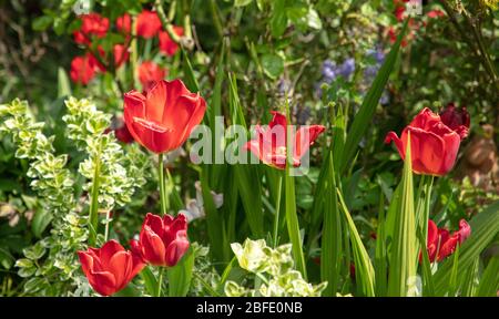 Tulpen in verschiedenen Farben im April in einem Garten. Stockfoto