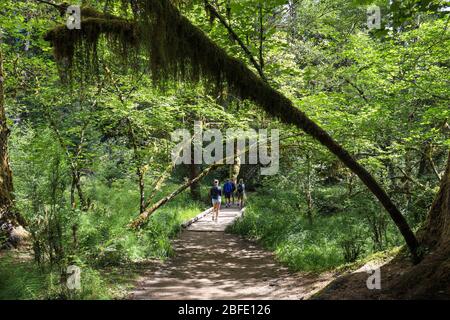 Der Hall of Mosses Trail im Hoh Rain Forest des Olympic National Park ist gesäumt von alten Bäumen, meist bigleaf Ahorn und Sitka Fichten in Mo drapiert Stockfoto