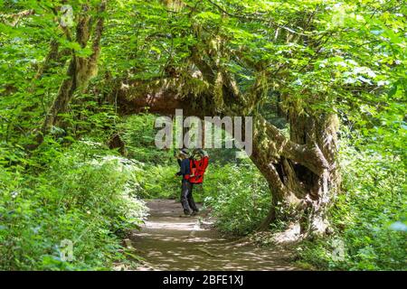 Der Hall of Mosses Trail im Hoh Rain Forest des Olympic National Park ist gesäumt von alten Bäumen, meist bigleaf Ahorn und Sitka Fichten in Mo drapiert Stockfoto
