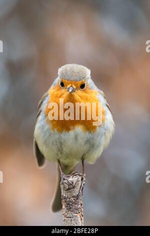 Erithacus Rubecula - Europäischer Robin - sitzt auf Haselpfosten und schaut Kamera - UK Stockfoto