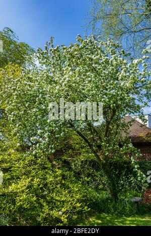 Krabben Apfelbaum Blüte. Stockfoto