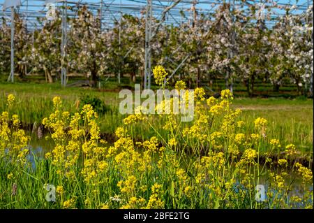 Reihen von Kirschbäumen mit weißen Blüten in Obstgarten mit Vogelschutz-System in sonnigen Frühlingstag, Betuwe, Niederlande Stockfoto