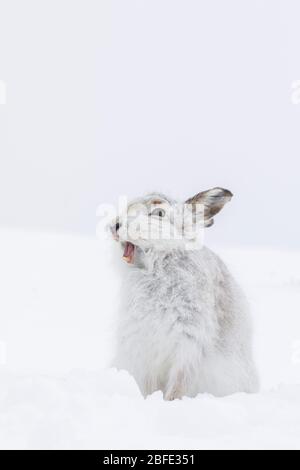 Berghase (lepus timidus). Cairngorms National Park. Schottland Stockfoto