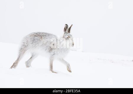 Berghase (lepus timidus). Cairngorms National Park. Schottland Stockfoto