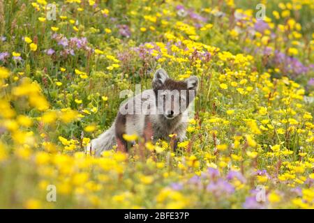 Polarfuchs (Vulpes lagopus). In Wildblumen Hornvik. Island Stockfoto