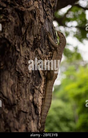 Eine kleine Wacheidechse (varanus niloticus) klettert einen dicken Baumwagen mit dicken Rinden. Stockfoto