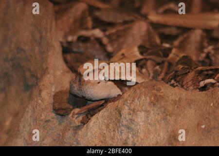 Gabun Viper Stockfoto