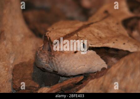 Gabun Viper Stockfoto