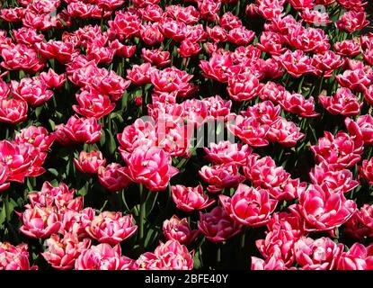 Draufsicht auf unzählige leuchtend rosa lila und weiße Tulpen auf Feld des deutschen Anbauhofs mit unzähligen Tulpen - Grevenbroich, Deutschland Stockfoto