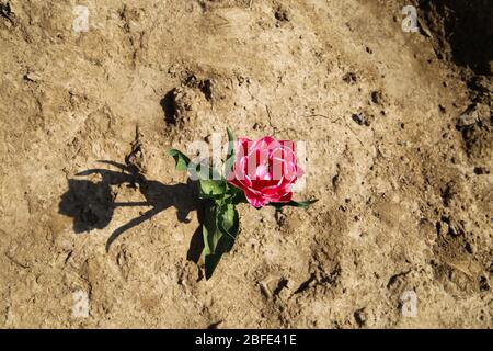 Draufsicht auf lila isolierte Tulpenblüten auf rissem ausgetrockneten Boden - Deutschland Stockfoto