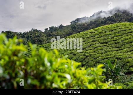 Die wunderschönen sanften Hügel des Cameron Highlands, bedeckt mit Teeplantagen in Süd-Malaysia. Stockfoto