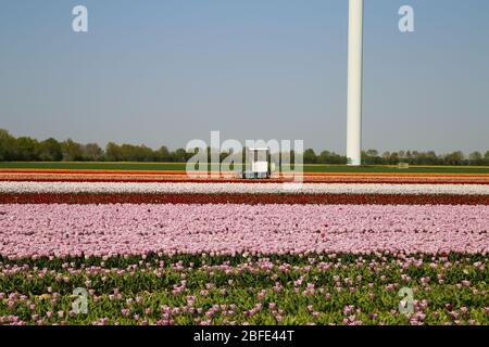 Grevenbroich, Deutschland - April 17. 2020: Blick auf Traktor und Tulpenfeld während der späten Ernte von frischen Tulpen während der Krise von Covid-19 Stockfoto