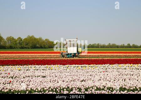 Grevenbroich, Deutschland - April 17. 2020: Blick auf Traktor und Tulpenfeld während der späten Ernte von frischen Tulpen während der Krise von Covid-19 Stockfoto