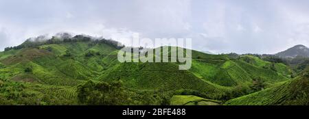 Die wunderschönen sanften Hügel des Cameron Highlands, bedeckt mit Teeplantagen in Süd-Malaysia. Stockfoto