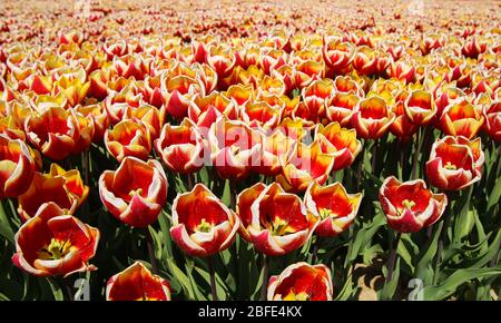Blick auf unzählige leuchtend rote, gelbe und weiße Tulpen auf dem Feld des deutschen Anbauhofs mit unzähligen Tulpen - Grevenbroich, Deutschland Stockfoto