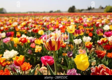 Blick auf das Feld des deutschen Anbaubauernhofs mit unzähligen Tulpen (Schwerpunkt rote und gelbe Birne in der Mitte) - Grevenbroich, Deutschland Stockfoto