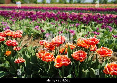 Blick auf das Feld des deutschen Anbauernhofs mit unzähligen Tulpen (Schwerpunkt Orangenblüten im Vordergrund) - Grevenbroich, Deutschland Stockfoto