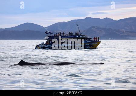Spermawal. Ein aufgetauchte Pottwal von einem Wal beobachten Boot Größe zu berücksichtigen. Kaikoura Südinsel, Ostküste. Neuseeland. Vollformat. Fiel gut. Stockfoto