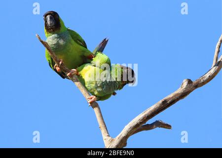 Ein paar Nanday Sittich (Aratinga nenday), die zusammen auf einem Zweig thront. Bonito, Mato Grosso do Sul, Brasilien Stockfoto