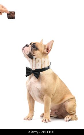 Fawn Bulldog Hund immer einen Kuchen als Leckerbissen für gutes Verhalten isoliert auf weißem Hintergrund, Haustier und Tier-Konzept Stockfoto
