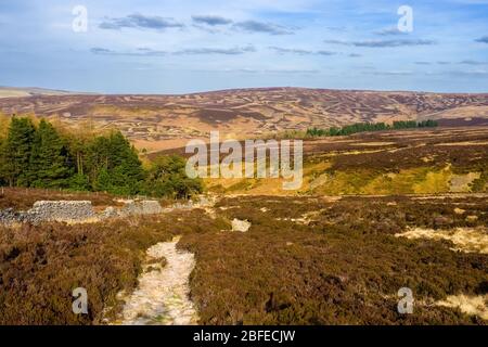 Heidekraut Moorland, verwaltet für Grouse Schießen im Goyt Valley, Derbyshire, Peak District National Park. Muster durch kontrolliertes Brennen erstellt Stockfoto