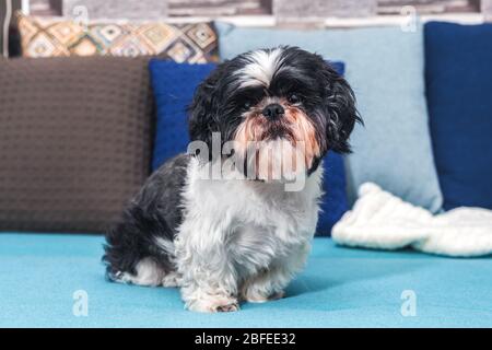 Lustige niedliche Hund sitzt zu Hause auf der Couch. Shih-tzu Rasse, mit einem Haarschnitt nach dem Groomer. Haustier. Gemütlichkeit. Stockfoto