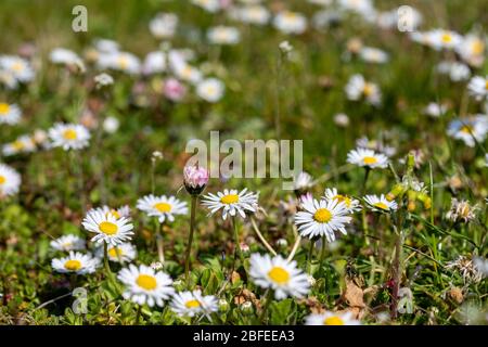 Blumenwiese im Frühjahr mit vielen Gänseblümchen Stockfoto