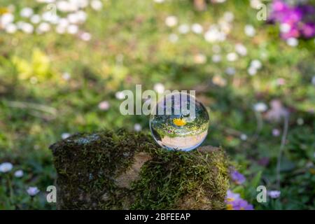 Kristallkugel mit Löwenzahn Blume auf Moos bedeckten Stein von einer Blumenwiese umgeben Stockfoto