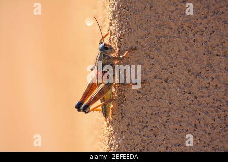 Heuschreckenschrecke der Familie 'Acrididae', einsames kurzgehörntes Insekt, das Schwärme bilden kann. Seitenansicht der anatomischen Details der Antenne Stockfoto